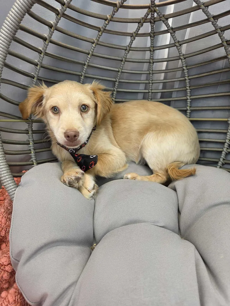 Chicken Little thumbnail 6