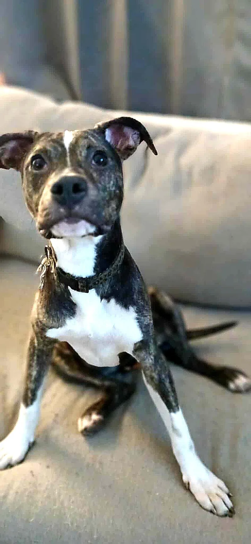 A young medium-sized female Brindle Mixed Breed dog named Amy for adoption in Kenosha, WI