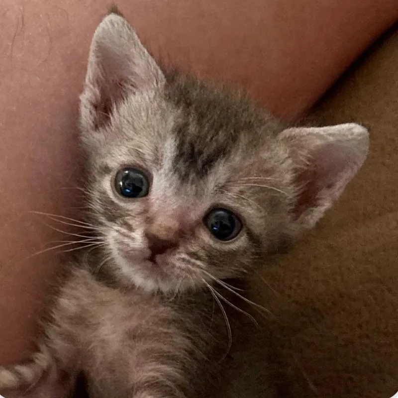 A baby small-sized male Brown / Chocolate Domestic Short Hair cat named Cowboy Bebop for adoption in Houston, TX