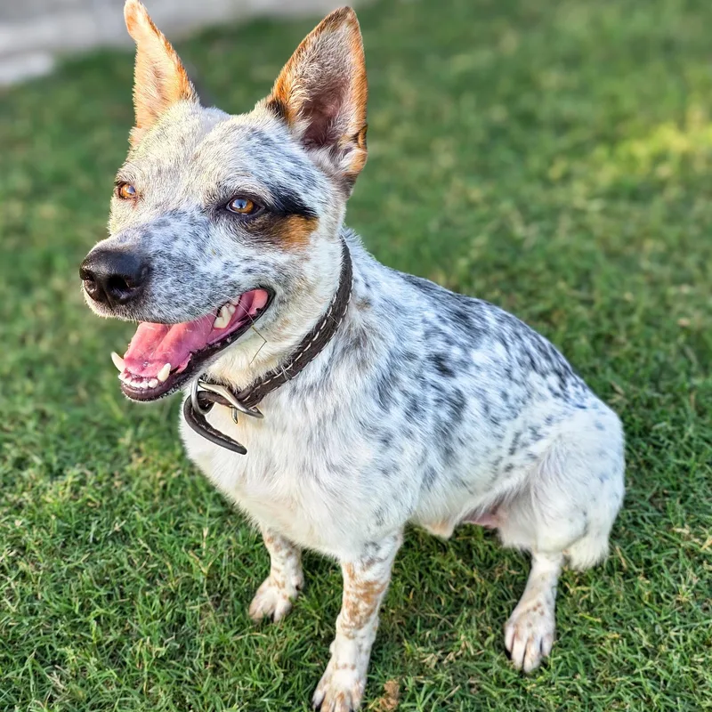 An adult medium-sized male Merle (Blue) Australian Cattle Dog / Blue Heeler dog named Stetson for adoption in Gainesville, TX