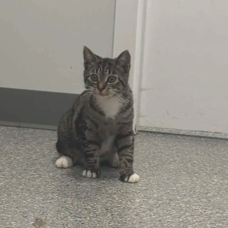 A baby small-sized female American Shorthair cat named June for adoption in Danbury, CT