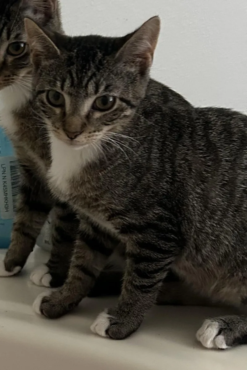 A baby medium-sized female Tabby (Brown / Chocolate) Domestic Short Hair cat named Elodie for adoption in Jacksonville, FL