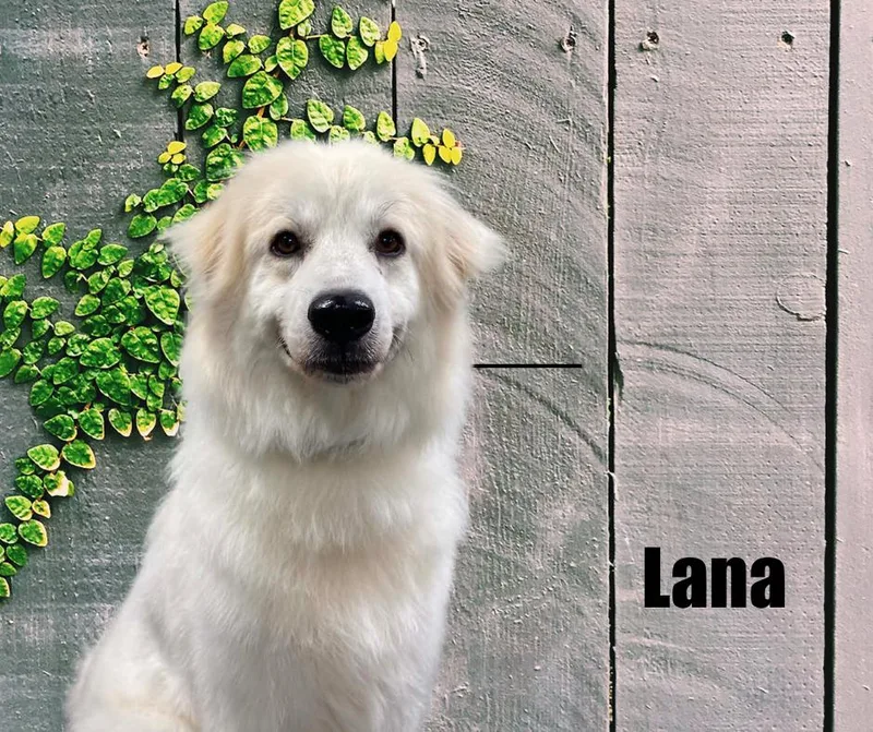 Lana thumbnail 2