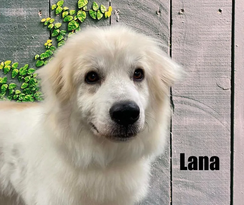 Lana thumbnail 3