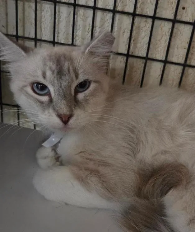 A young medium-sized female Lilac Point Ragdoll cat named Uma for adoption in Las Cruces, NM