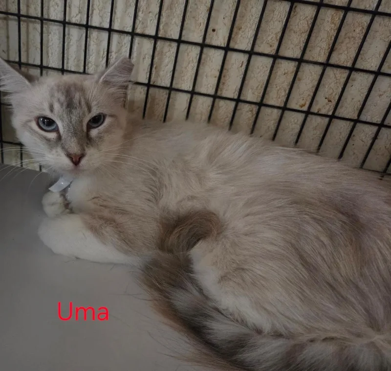 Uma thumbnail 2