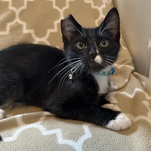 A baby small-sized male Black Domestic Short Hair cat named Sammy for adoption in Yucca Valley, CA