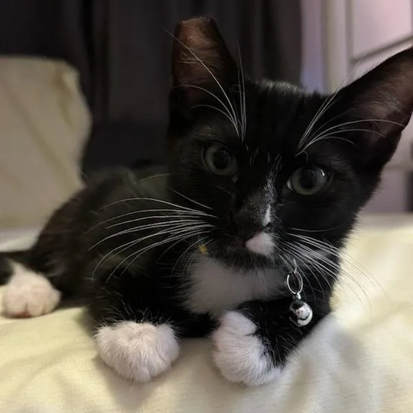 Sammy thumbnail 2