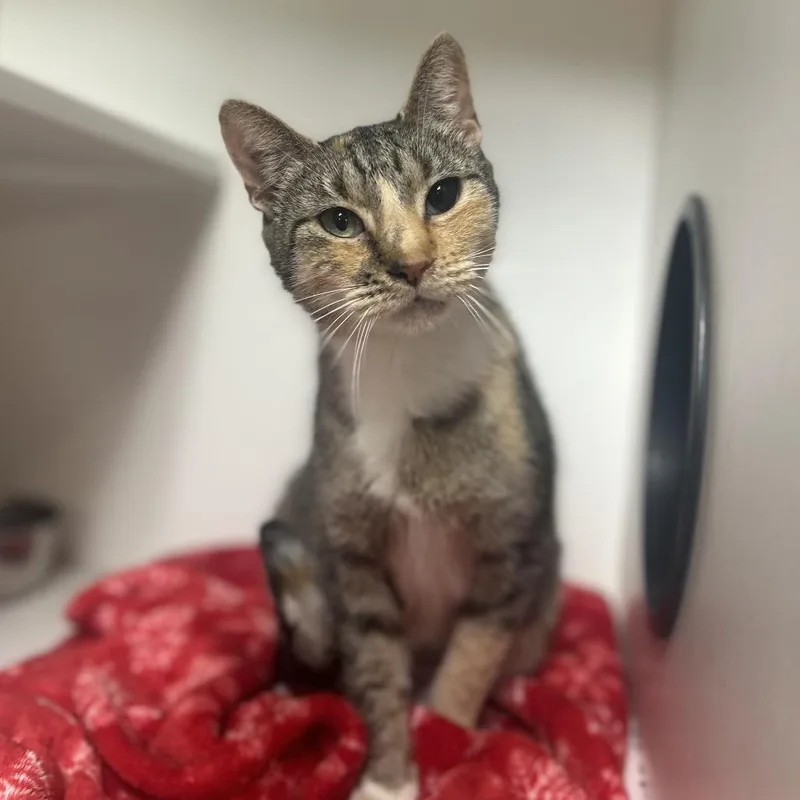 An adult small-sized female Brown / Chocolate Domestic Short Hair cat named Slurpee for adoption in Troy, IL