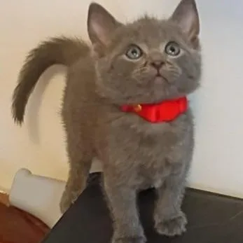 A baby medium-sized male Gray / Blue / Silver Domestic Short Hair cat named Michelangelo for adoption in Germansville, PA
