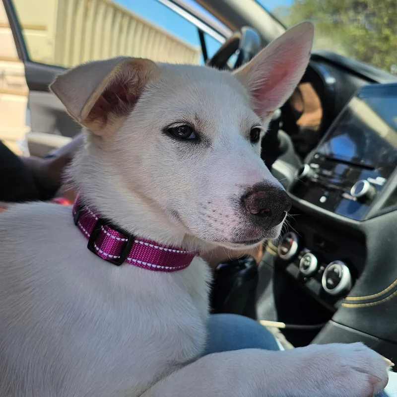 A baby medium-sized female White / Cream Siberian Husky dog named Arctic for adoption in Oceanside, CA