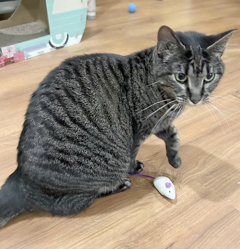 An adult medium-sized female Tabby (Brown / Chocolate) Tabby cat named Blue for adoption in Parkville, MO