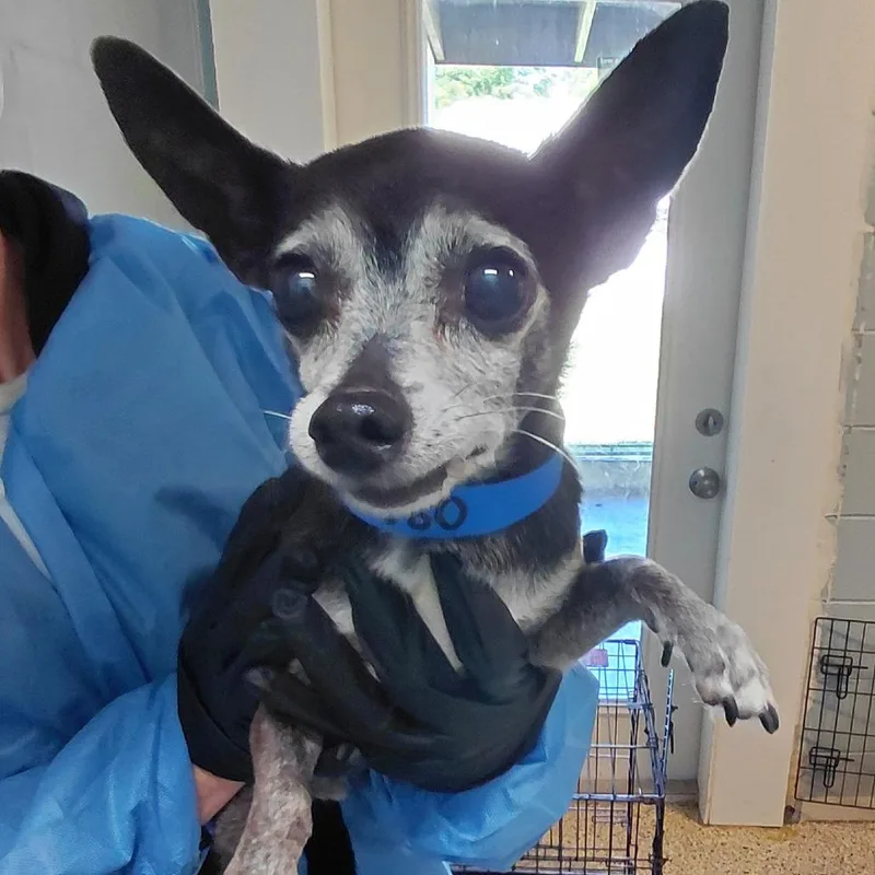 A senior small-sized male Black Chihuahua dog named Pancho for adoption in LOXAHATCHEE, FL