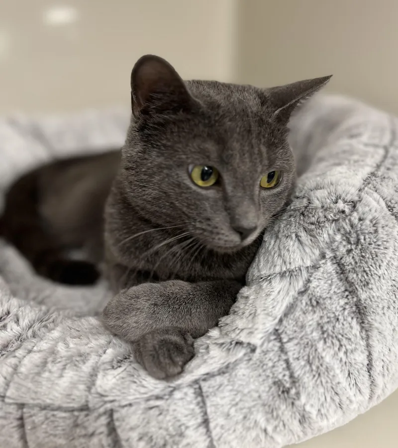 A young small-sized female Gray / Blue / Silver Domestic Short Hair cat named Esme for adoption in Harrison, NY
