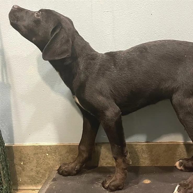 A baby small-sized female Black Mixed Breed dog named Wonton for adoption in Chattanooga, TN