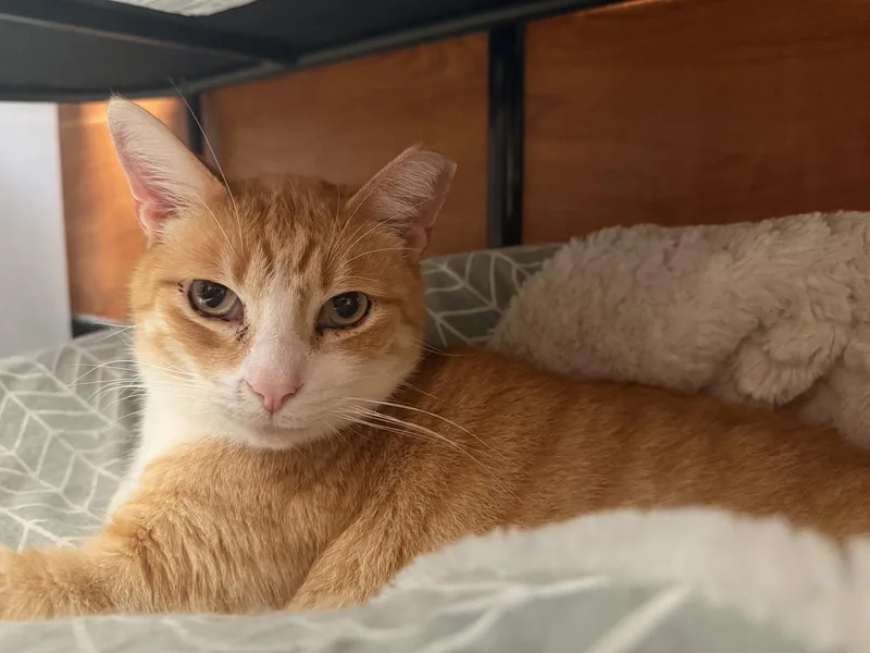 A young large-sized male Orange / Red Domestic Short Hair cat named Trooper for adoption in Covina , CA