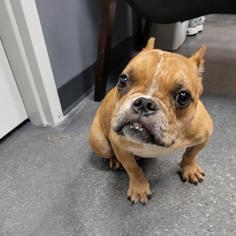 An adult small-sized female Apricot / Beige French Bulldog dog named Brie for adoption in Tylertown, MS