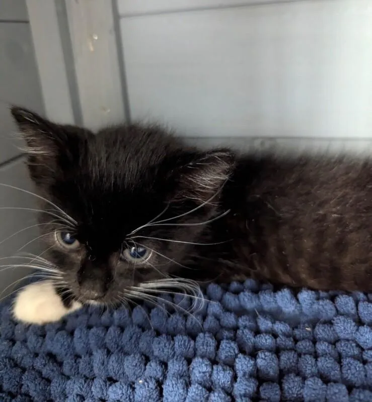 A young medium-sized female Black Domestic Short Hair cat named Ivy for adoption in North Babylon, NY
