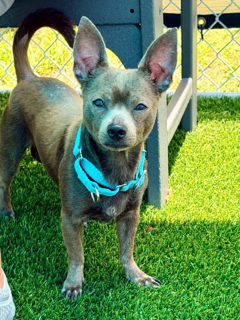 An adult small-sized male Chihuahua dog named Brosnan for adoption in Cape Coral, FL