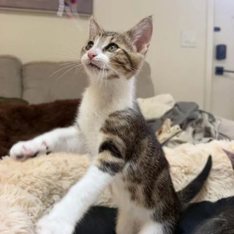 A baby small-sized male Brown / Chocolate Domestic Short Hair cat named Jasper for adoption in Sunnyvale, CA