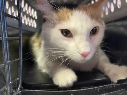 An adult medium-sized female White Domestic Short Hair cat named 61030609 for adoption in El Paso, TX