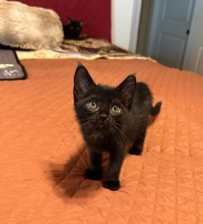 A baby medium-sized female Domestic Short Hair cat named Friner for adoption in Sorrento, LA
