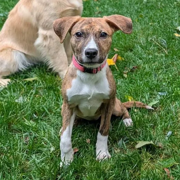 A baby medium-sized female Brindle Mixed Breed dog named Charlee for adoption in Yaphank, NY