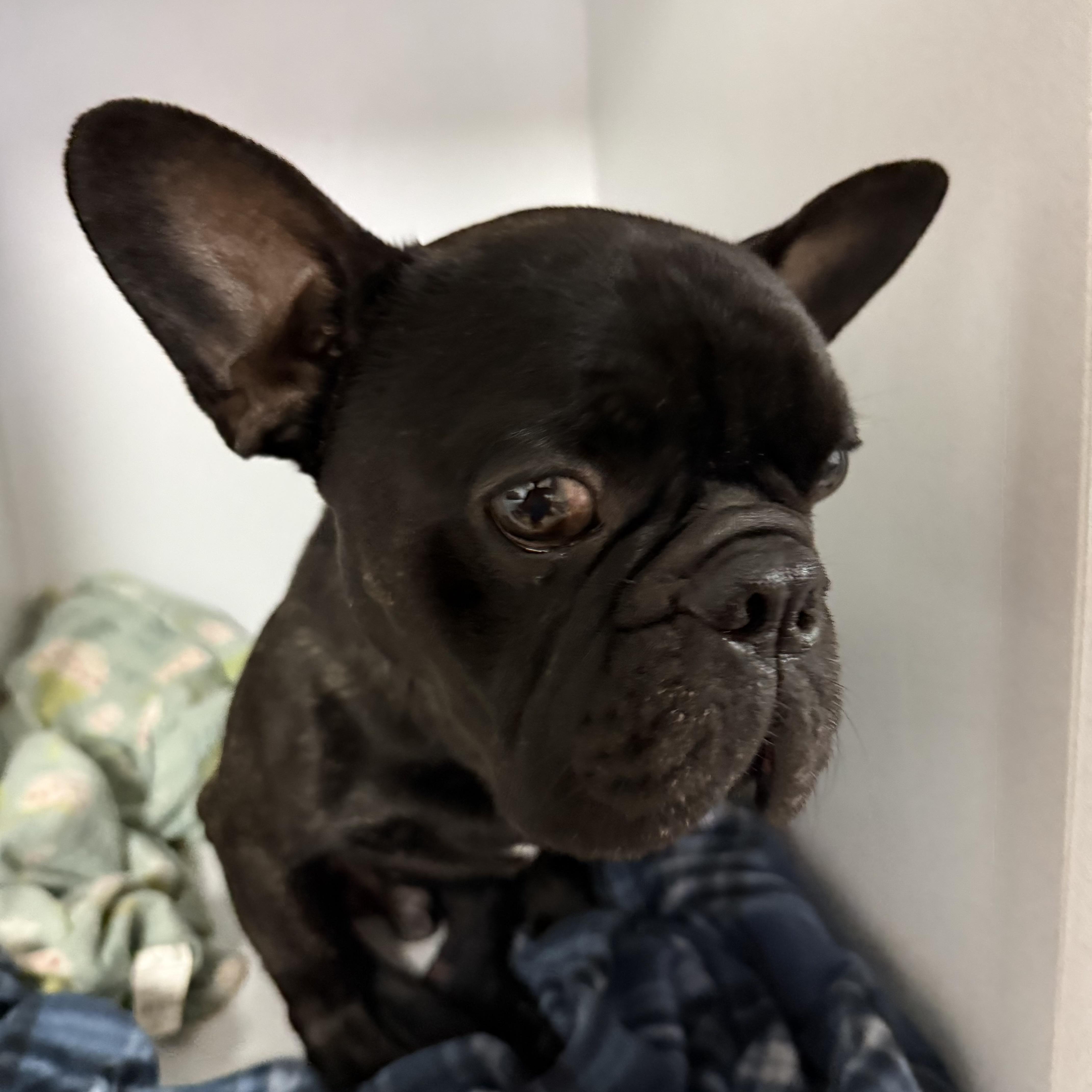 Ferguson thumbnail 6