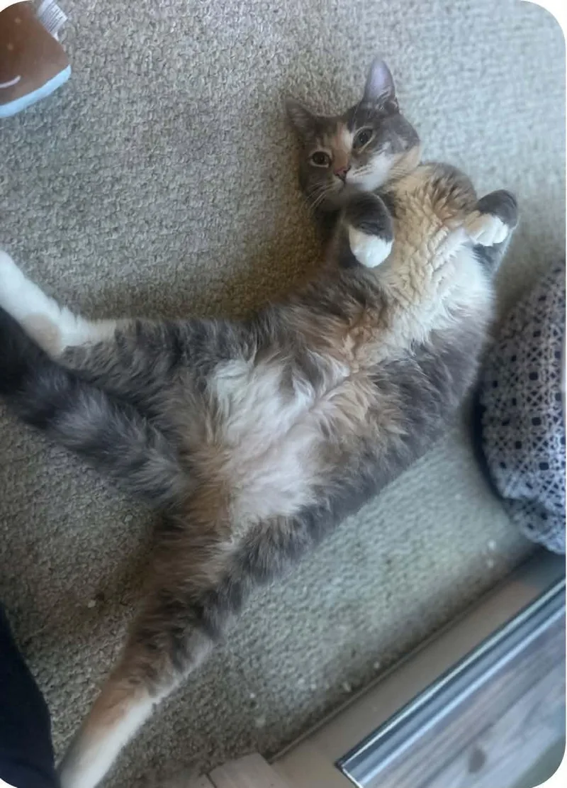 An adult medium-sized female Domestic Medium Hair cat named Pumpkin for adoption in Enfield, CT