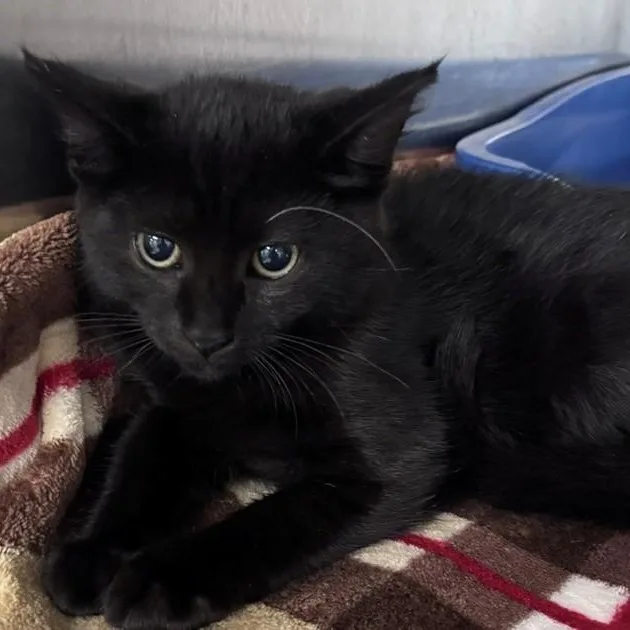 A baby medium-sized female Black Domestic Short Hair cat named Judy for adoption in Allegan, MI