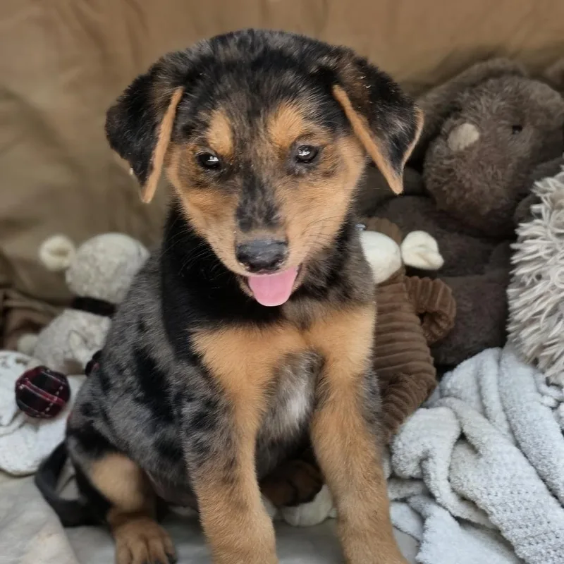 A baby medium-sized male Gray / Blue / Silver Australian Shepherd dog named Chase for adoption in Cleveland, TX