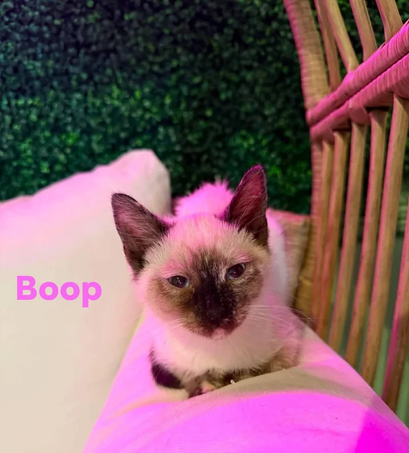 A baby medium-sized female Seal Point Domestic Short Hair cat named Boop for adoption in Cosby, TN
