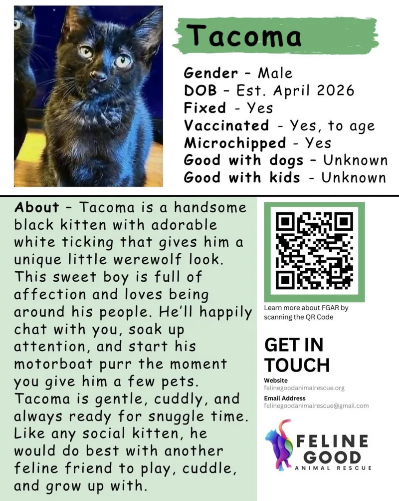 A baby medium-sized male Black Domestic Short Hair cat named Tacoma for adoption in Eugene, OR