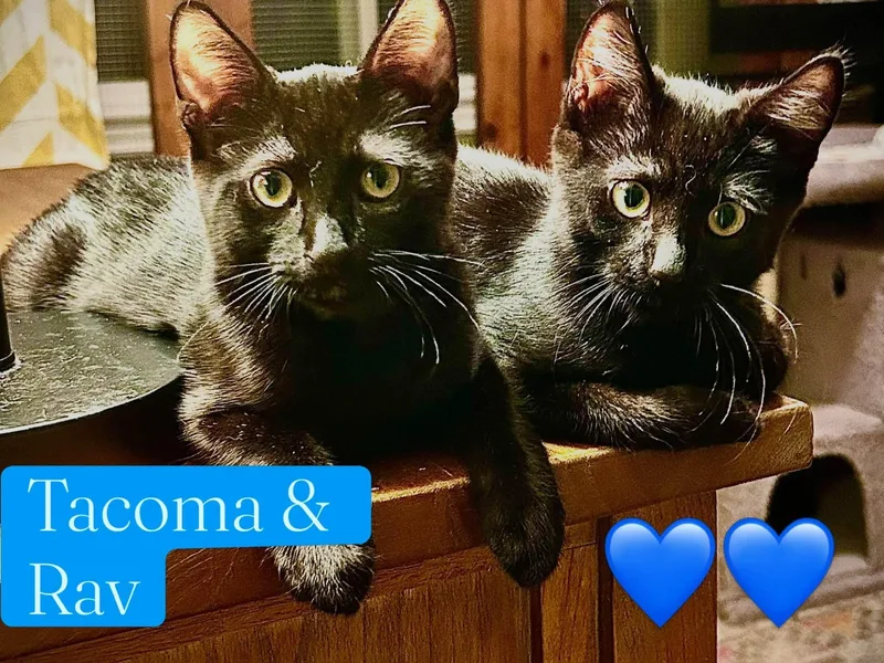 Tacoma thumbnail 3