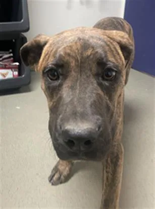 A young small-sized female Mastiff dog named Jane for adoption in Bakersfield, CA