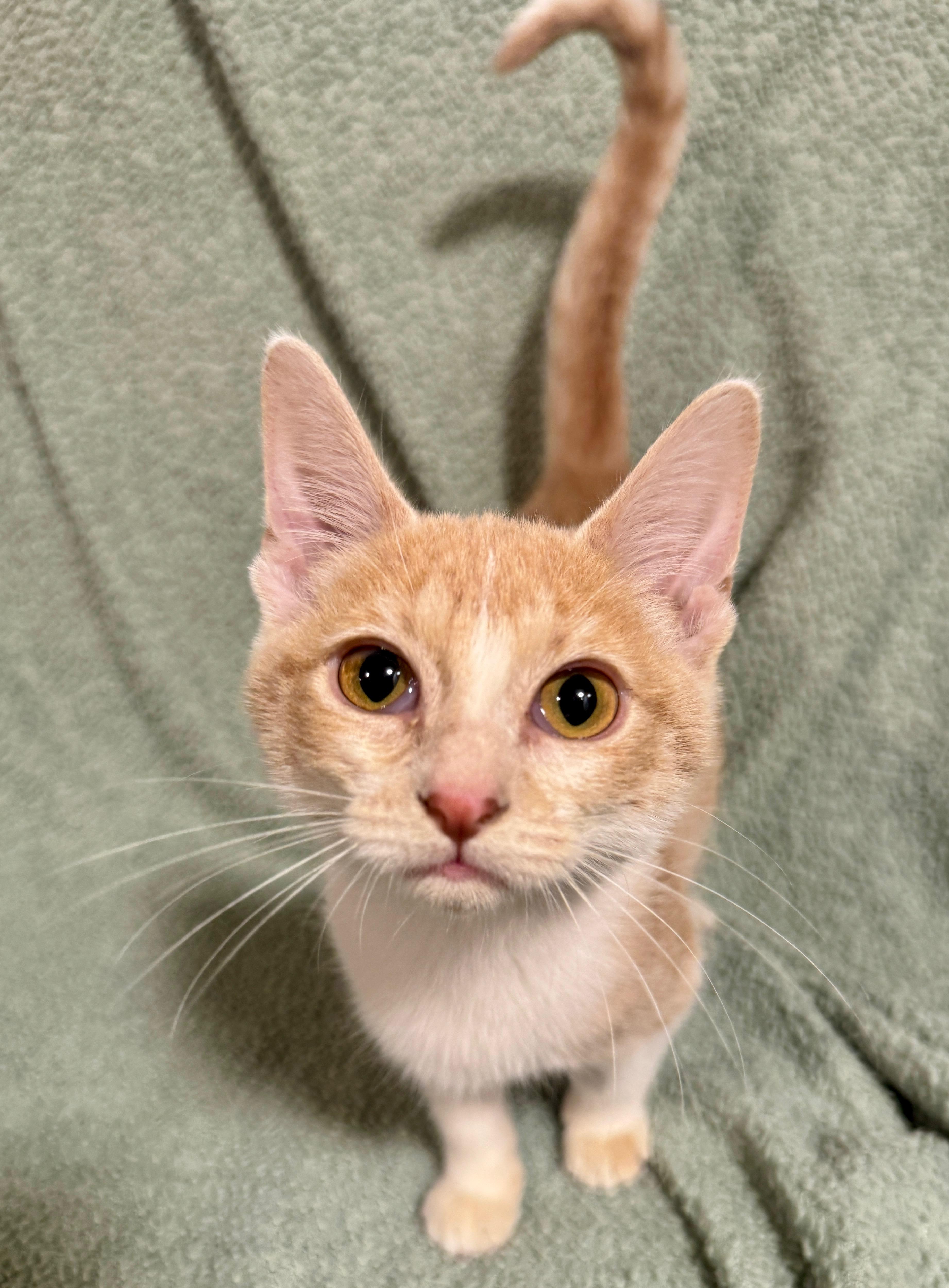 A baby medium-sized male Buff & White Domestic Short Hair cat named Colby for adoption in Port Washington, WI