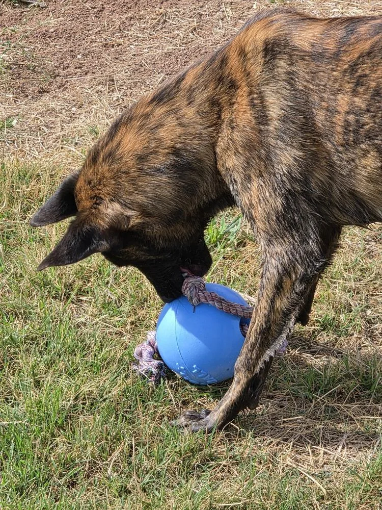 A young medium-sized male Brindle Dutch Shepherd dog named The River Pups  for adoption in Imlay City, MI