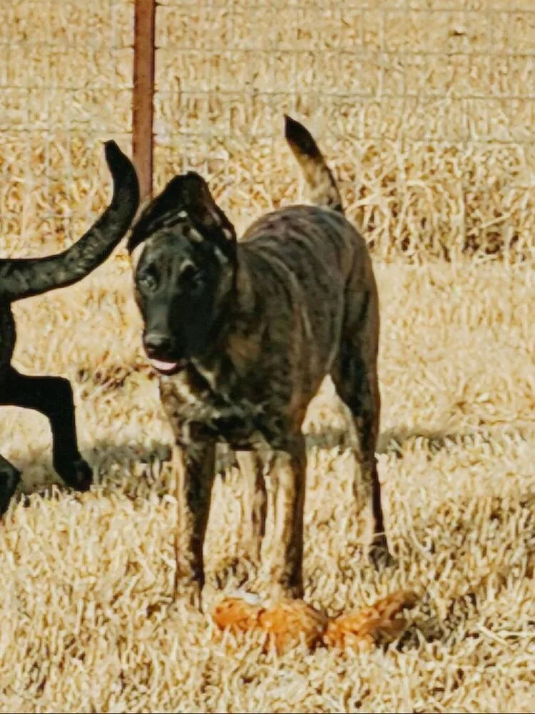 The River Pups  thumbnail 4
