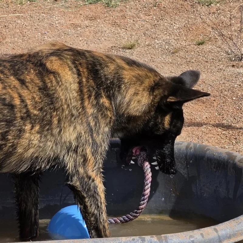 The River Pups  thumbnail 6