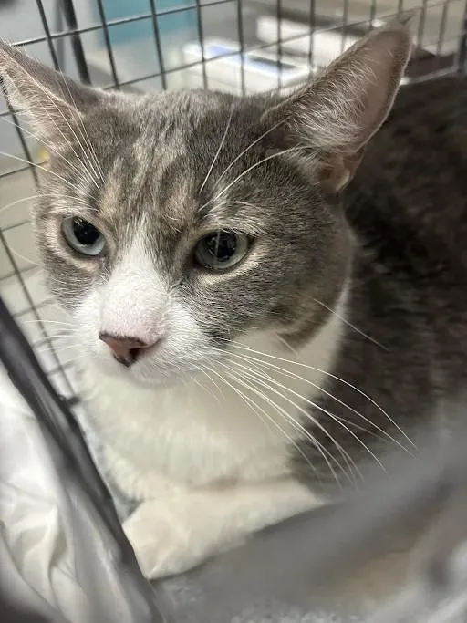An adult medium-sized male Domestic Short Hair cat named Max for adoption in Las Vegas, NV