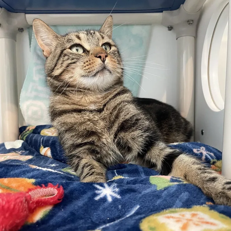 An adult medium-sized male Brown / Chocolate Domestic Short Hair cat named Romeo for adoption in Warwick, RI