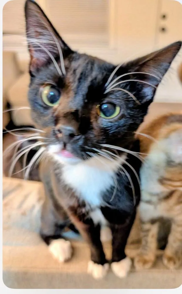 Loki thumbnail 2