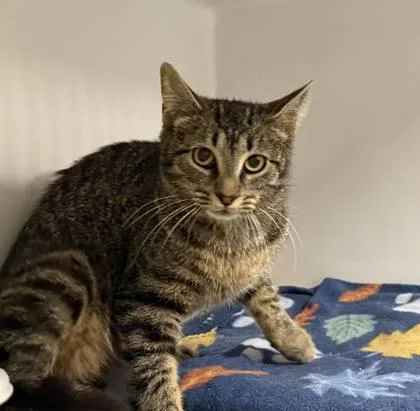 An adult medium-sized female Domestic Short Hair cat named Squeek for adoption in Leitchfield, KY