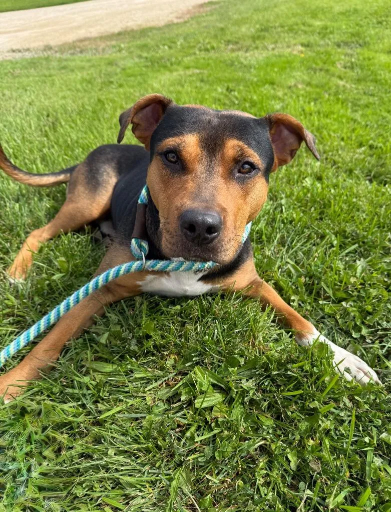 An adult medium-sized male Mixed Breed dog named Meatball for adoption in Viroqua, WI