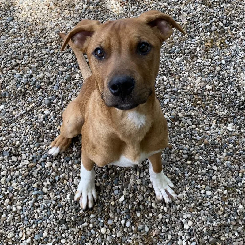 A baby medium-sized male Red / Chestnut / Orange Mixed Breed dog named Asiago for adoption in West Olive, MI