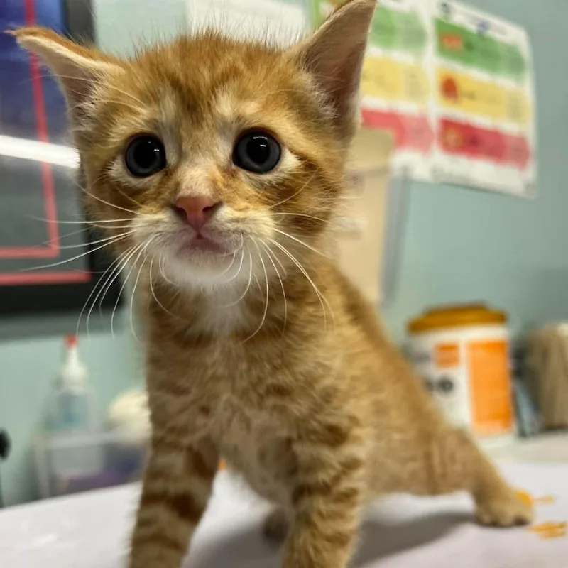 A baby small-sized male Orange / Red Domestic Short Hair cat named Marinara for adoption in Edwardsville, IL