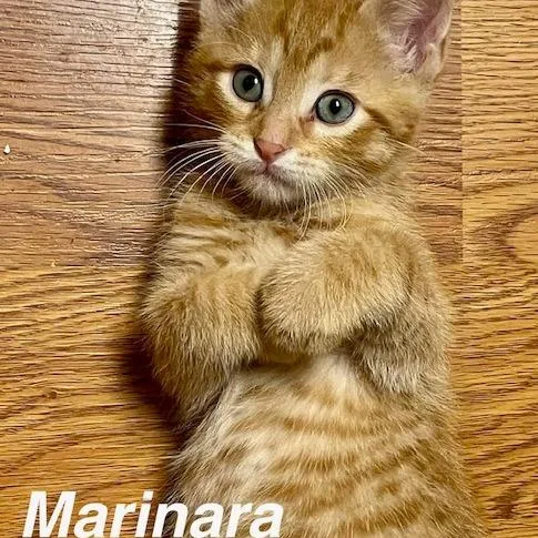 Marinara thumbnail 2