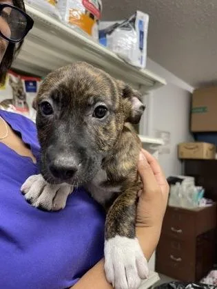 A baby small-sized male Mixed Breed dog named Macaron for adoption in West Chester, PA