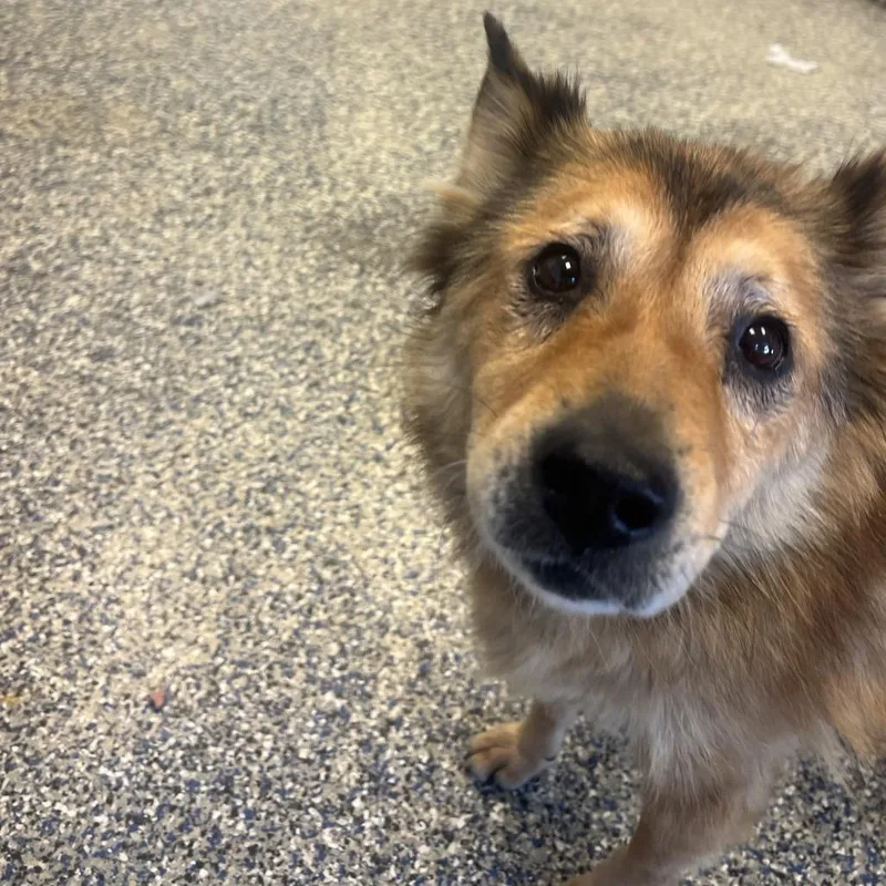 A senior medium-sized female Mixed Breed dog named Emilia for adoption in Fairport, NY
