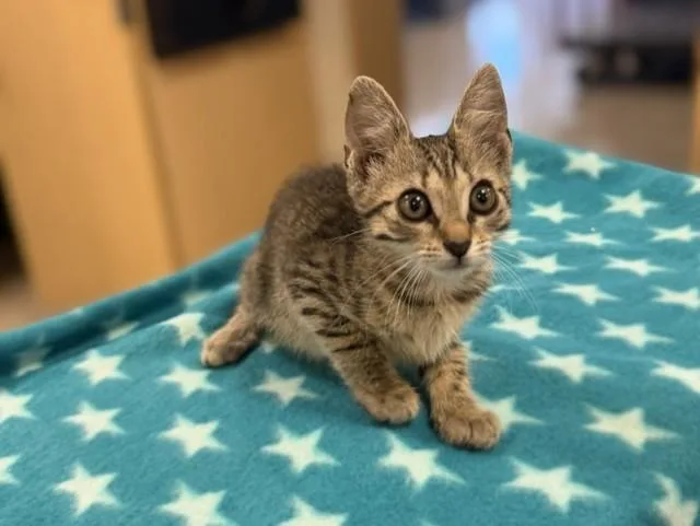 A baby small-sized female Domestic Short Hair cat named Nova for adoption in Miami, FL